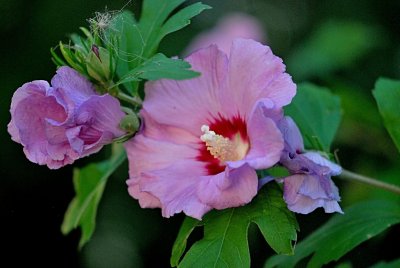 Hibiscus syriacus - ibišek syrský - poupě a květ